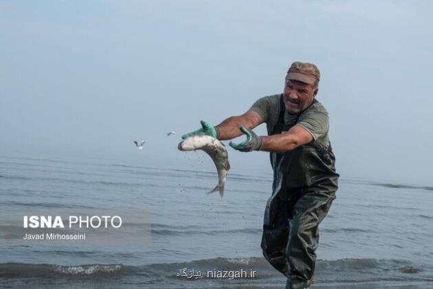 رهاسازی 120 میلیون بچه ماهی خاویاری در رودخانه های منتهی به دریای خزر