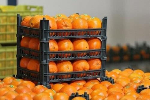 محدودیت صادرات سیب درختی و پرتقال