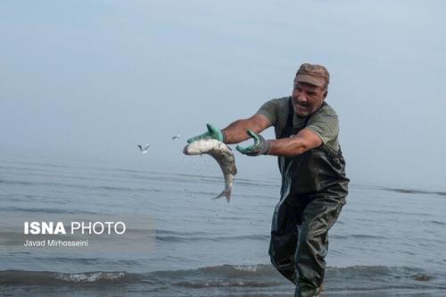 رهاسازی 120 میلیون بچه ماهی خاویاری در رودخانه های منتهی به دریای خزر