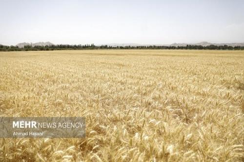 تعیین تکلیف نرخ خرید تضمینی گندم در اولویت شورای قیمت گذاری است