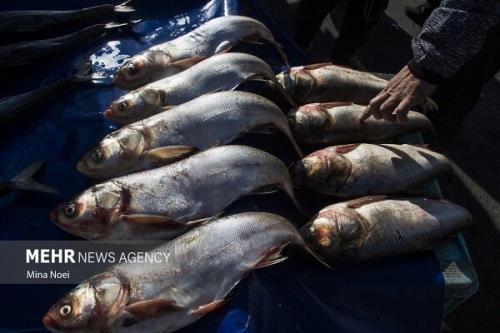 نانوذرات قدمی نو در بهبود صنعت آبزی پروری کشور