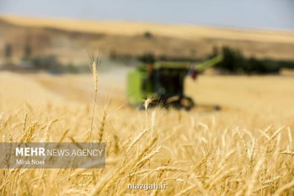 تعیین نرخ خرید تضمینی گندم ۲۹، ۵۰۰ تومان