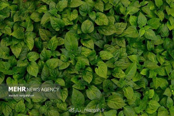 لزوم مردمی سازی مدیریت منابع آب برای تاب آوری بخش کشاورزی لزوم مردمی سازی مدیریت منابع آب برای تاب آوری بخش کشاورزی