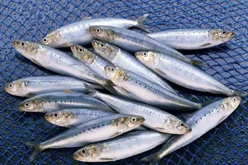 خام فروشی و جای خالی سودآوری ساردین ماهیان