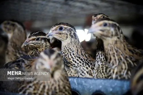 مرغداران نگران تامین نهاده نباشند