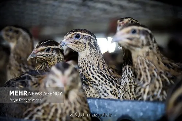 مرغداران نگران تامین نهاده نباشند