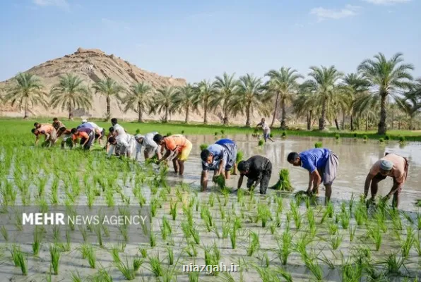 قیمت کالاهای اساسی امروز جمعه 12 دی 1404 در بازار جهانی