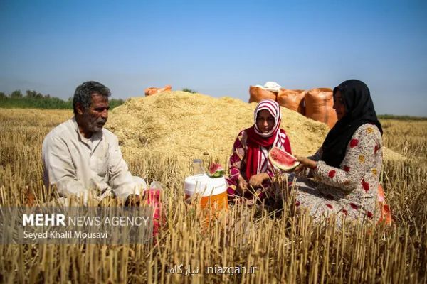 هشدار به گندمکاران