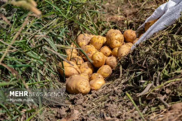 ورود سیب زمینی و پیاز به کوپن از 15 اسفند