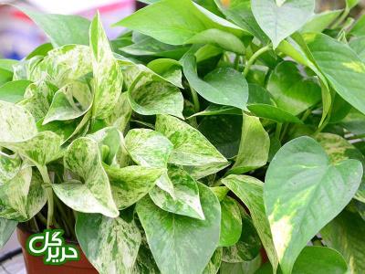 چند ترفند برای خوشگل كردن منزل با گیاهان آپارتمانی